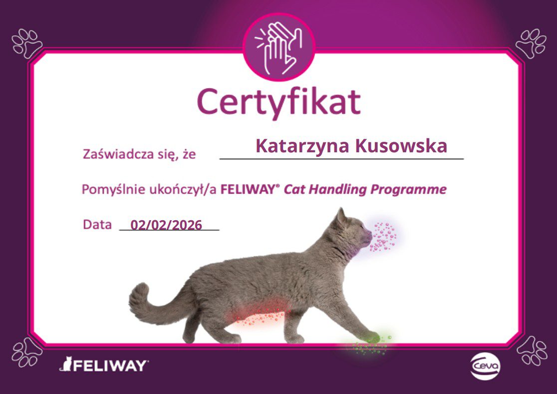 Certyfikat 6